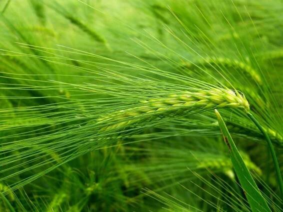 Ječmen Green Ways vám předá všechnu svou vitalitu - Tajemství zdraví