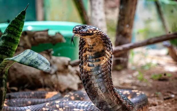 King Cobra Facts