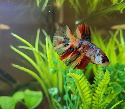 Female Betta Fish Types