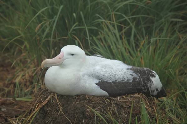 Albatros stěhovavý – Wikipedie