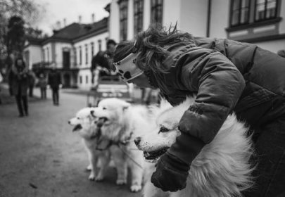 OČIMA KOČIČÁKA: Severští psi se v Heřmanově Městci museli obejít bez sněhu