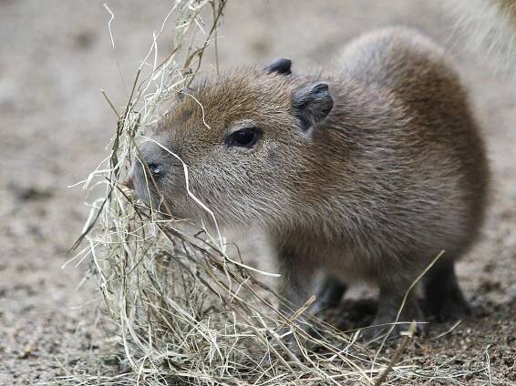 Jedenáctý přírůstek. V zoo vyrůstá mládě největšího hlodavce a milovníka vody