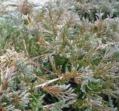 Jalovec polehlý 'Wiltonii' - Juniperus horizontalis 'Wiltonii'