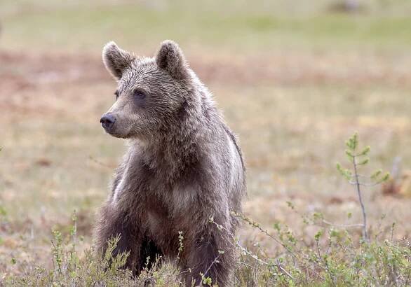 Myslivecká Mluva Medvěda Hnedého (Ursus Arctos): Rozumíte Jeho Zvukům? » ProfiMysl