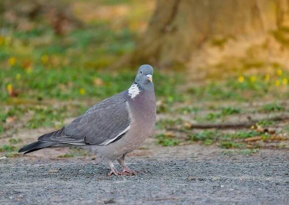 Základová fotografie na téma columba livia, denní, detail, divočina, divoký holub, divoký pták, fauna, fotografie divoké