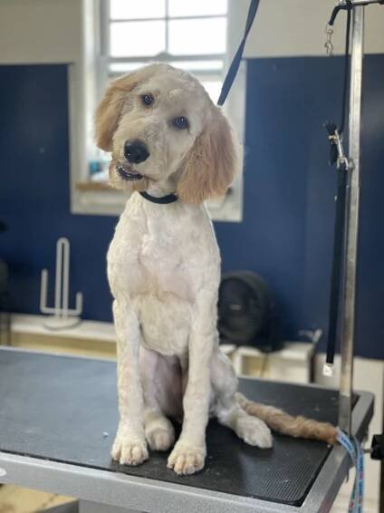 Boarding Kennel | Dickinson, Texas | 281-337-1666 