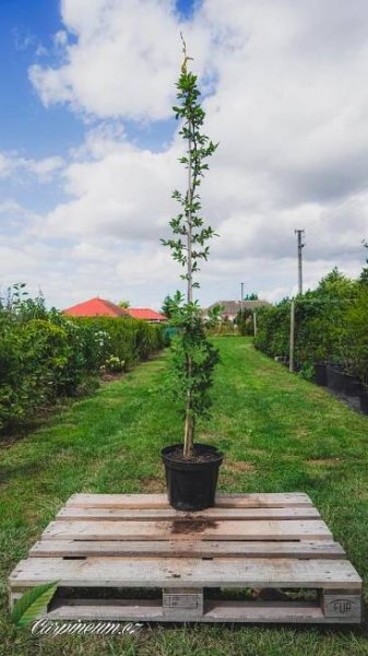 Habr obecný 175 - 200 cm/12L