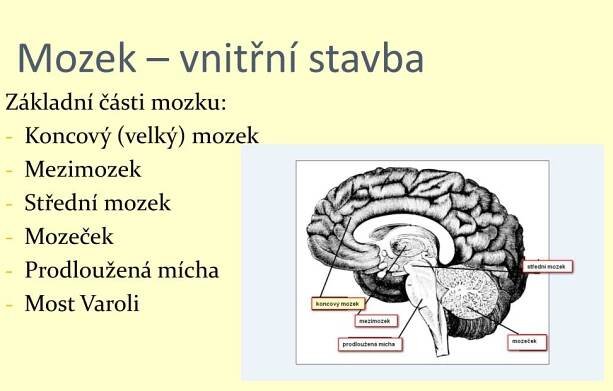 PPT - Nervová soustava PowerPoint Presentation, free download - ID:3913940