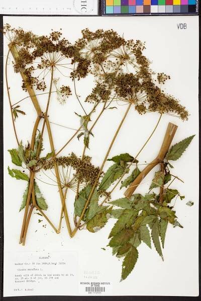 Cicuta maculata - Species Page - APA: Alabama Plant Atlas 