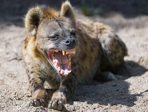 Obávaná hyena: Smíchem signalizuje vzrušení a samice má prodloužený klitoris - NeposlušnéTlapky