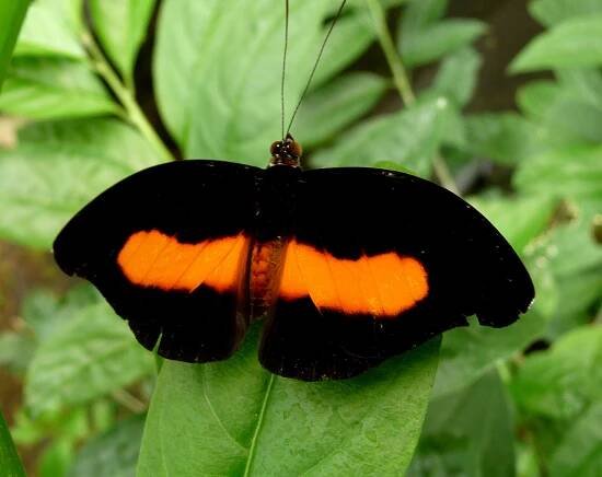 Babočka Catonephele acontius