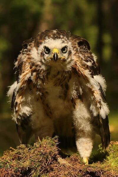 Obrázek - Accipiter gentilis (jestřáb lesní) | BioLib.cz