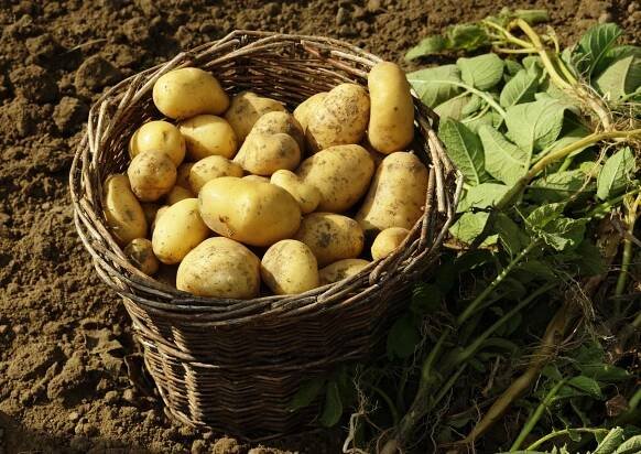 How to harvest potatoes – to make the most of your crop