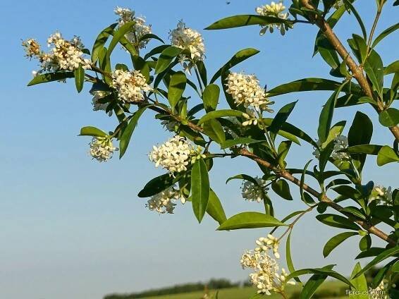 Ptačí zob obecný (Ligustrum vulgare), květy, květenství