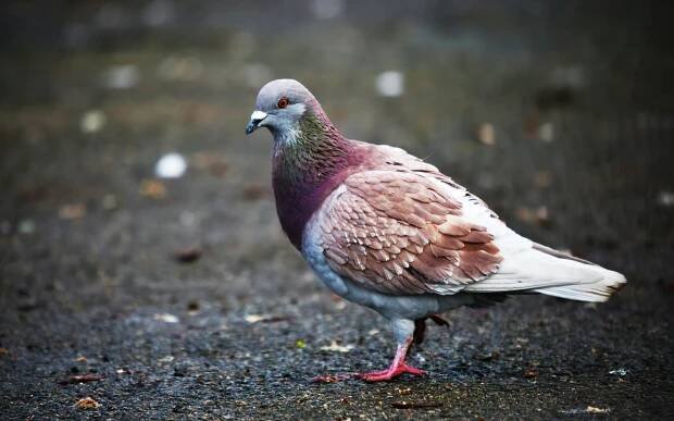 bezplatná Základová fotografie zdarma na téma chování holubů, columba livia, denní Základová fotografie
