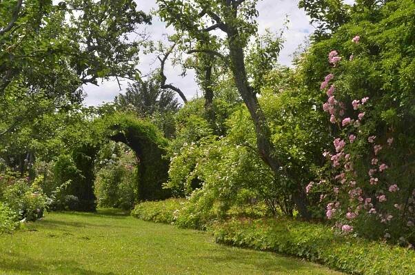 Photo d'un jardin avec roses