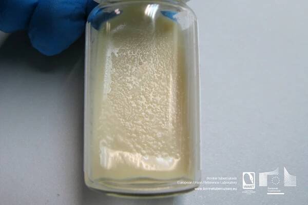 Mycobacterium bovis colonies in Löwenstein Jensen culture medium