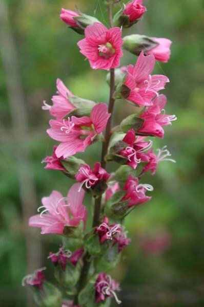 Natural history of checker-mallows of western Oregon - Institute for Applied Ecology