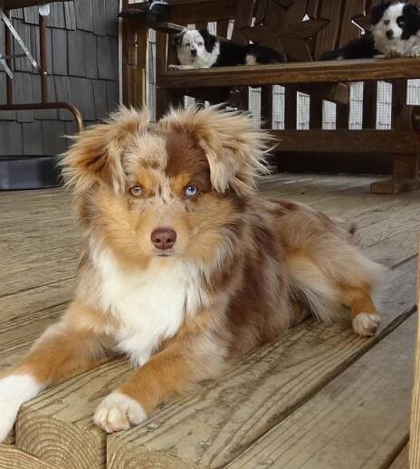 Need this dog in 2025 | Aussie puppies, Cute dogs, Shepherd puppies