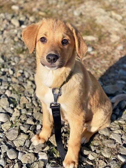 Blonde lab puppy sits on rocks with black leash attached to collar