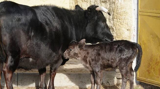 Skot cachena i tur domácí dahome. Zoopark Vyškov má nové přírůstky