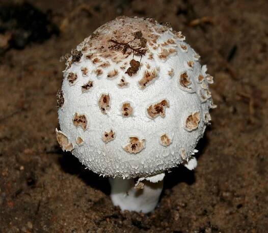 Orthomycotina - Wikipedia