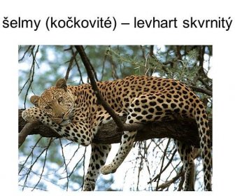 šelmy (kočkovité) – levhart skvrnitý