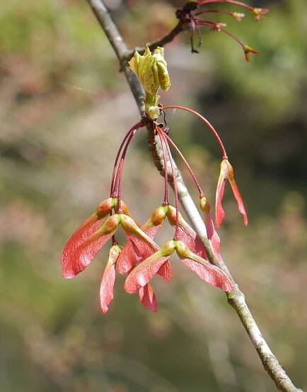 Red maple
