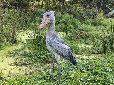 Shoebill Stork — 9 Amazing Facts About The Terrifying Shoebill Bird