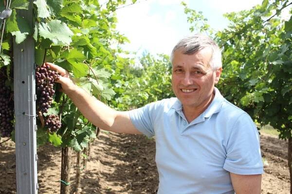Stres ničí vinnou révu stejně jako člověka