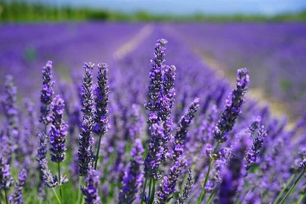 bezplatná Základová fotografie zdarma na téma aroma, aromaterapie, botanický Základová fotografie