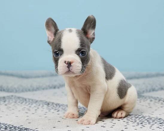 Looking For An Experienced Frenchie Breeder?