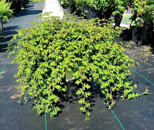 Stephanandra, Cutleaf - Birchfield Nurseries
