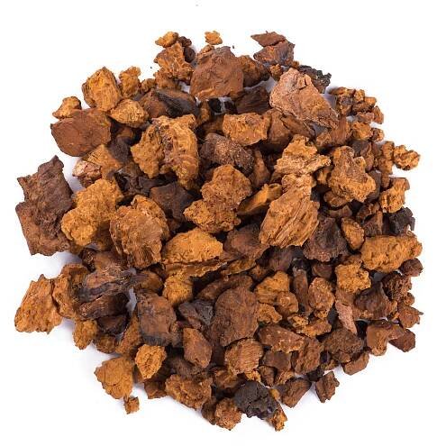 Chaga houba stock fotka