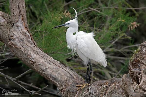 Little Egret Photos, Little Egret Images, Nature Wildlife Pictures | NaturePhoto