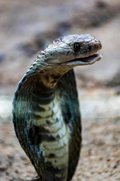 Základová fotografie na téma agresivní, akt agrese, černá mamba, děsivé, detail, divočina, divoké prostředí, divoký, divoký