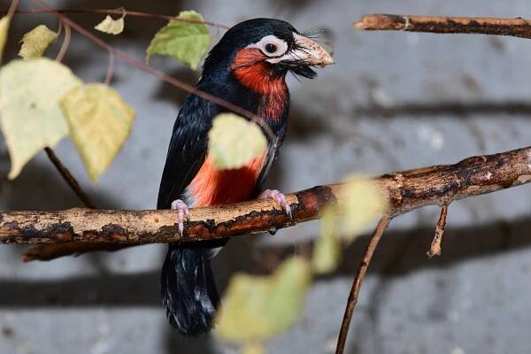 Vousák senegalský | Zoo Olomouc - Svatý Kopeček