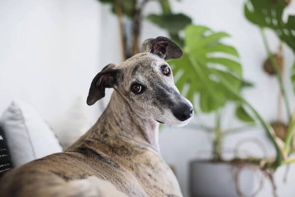 Greyhound Dog: Breed Characteristics & Care