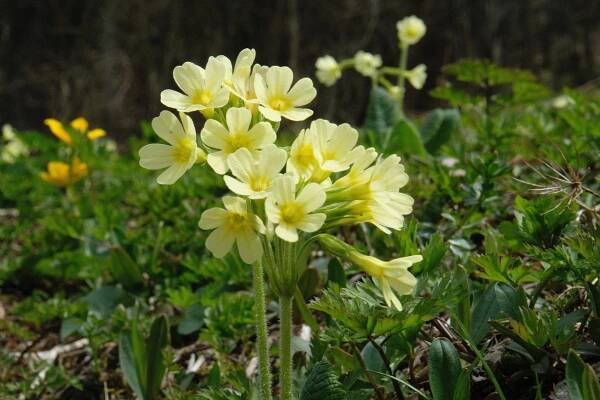 März 2021 – Schlüsselblume