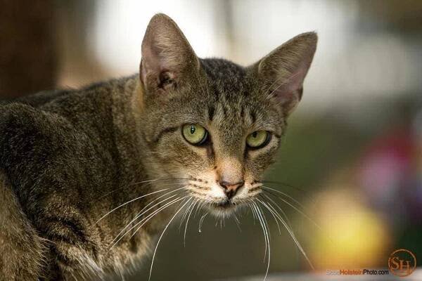 Craig Grant's Caboodle Ranch for Cats in Florida 23