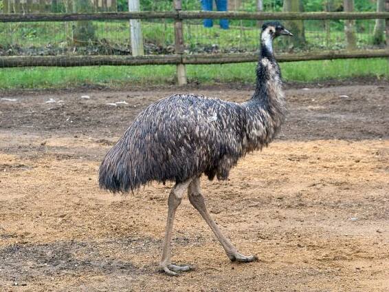 Nové druhy v expozicích – Zoopark Zájezd