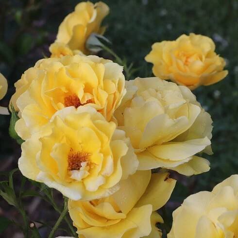 A cluster of frilled buttery lemon yellow blooms on a Reminiscent Yellow rose.