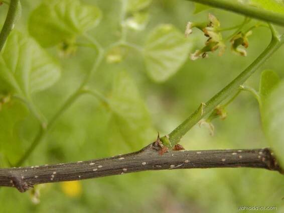 Břestovec západní - Celtis occidentalis