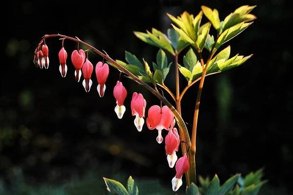 Soubor:Lamprocapnos spectabilis with leaves.jpg – Wikipedie