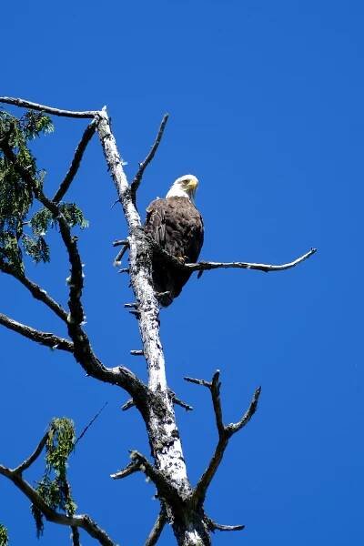 Malcom Island Eagle