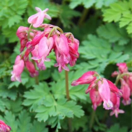 Srdcovka formosa Luxuriant - Dicentra formosa - prodej cibulovin - 1 ks