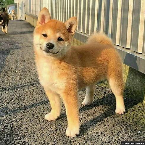 Shiba inu