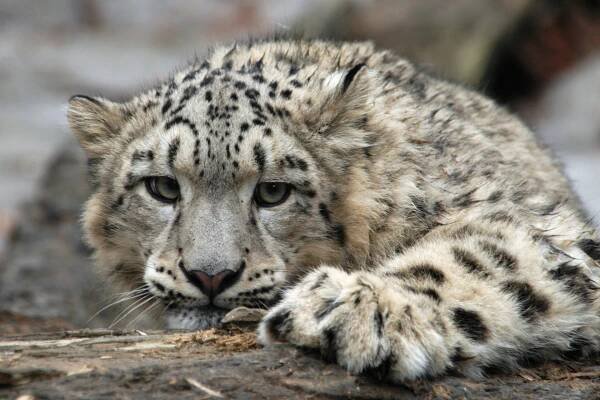 Samec vysokohorské asijské šelmy irbise Nanschan se v plzeňské zoo dožil 20 let - Ekolist.cz