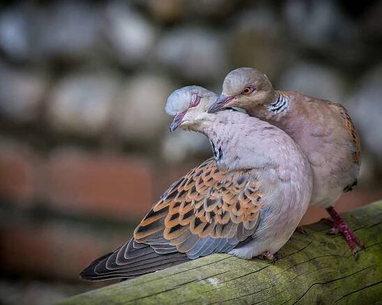 Typické kontaktní chování páru během toku je pověstné. Foto A. Morffew