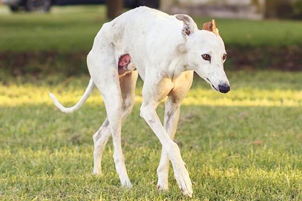 Greyhound: sprinter mezi psy | Tvorové.cz